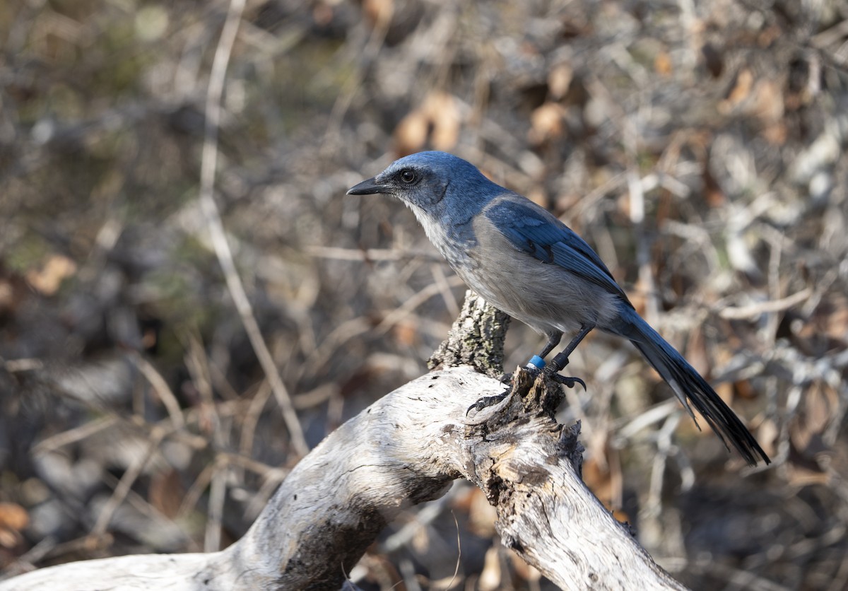 Florida Scrub-Jay - ML645790466