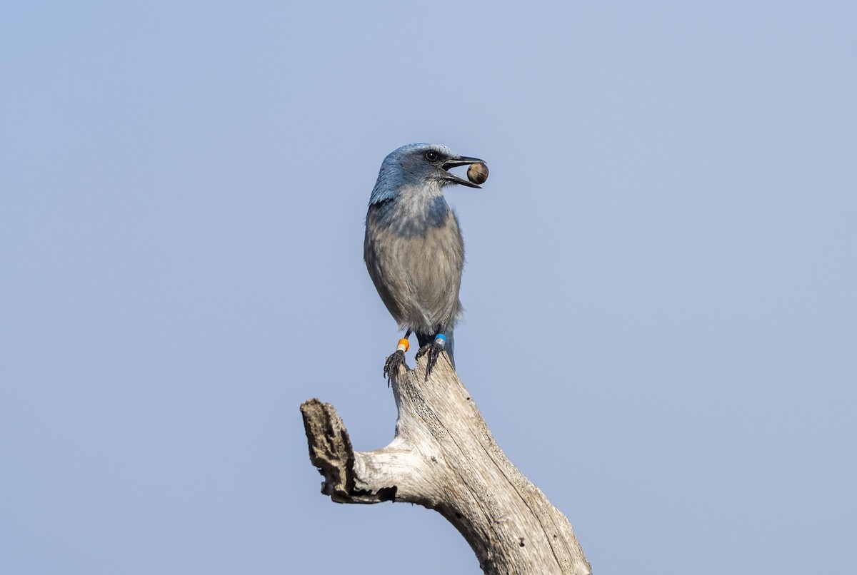 Florida Scrub-Jay - ML645790471