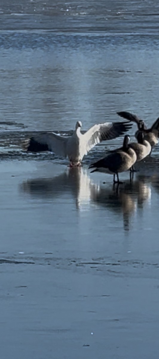 Snow Goose - ML645790477
