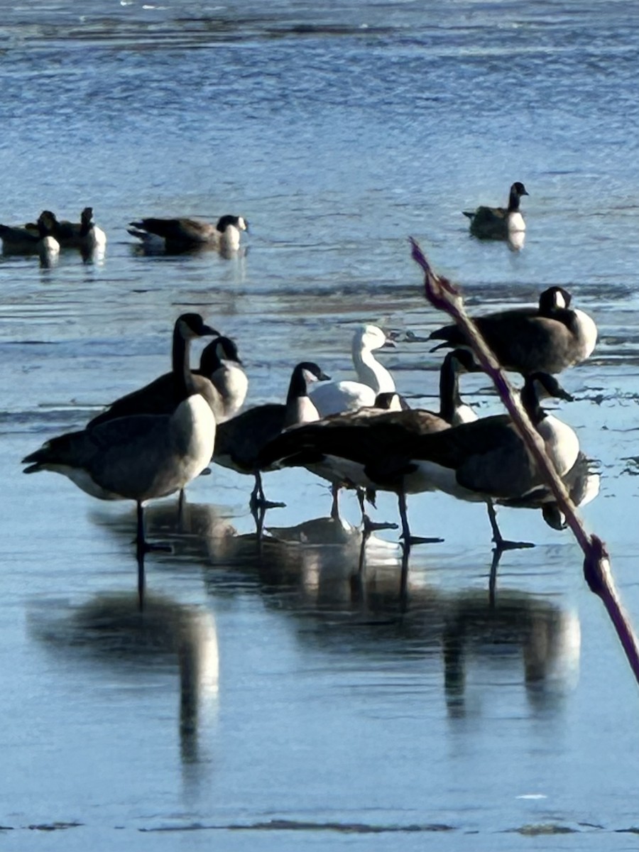 Snow Goose - ML645790478