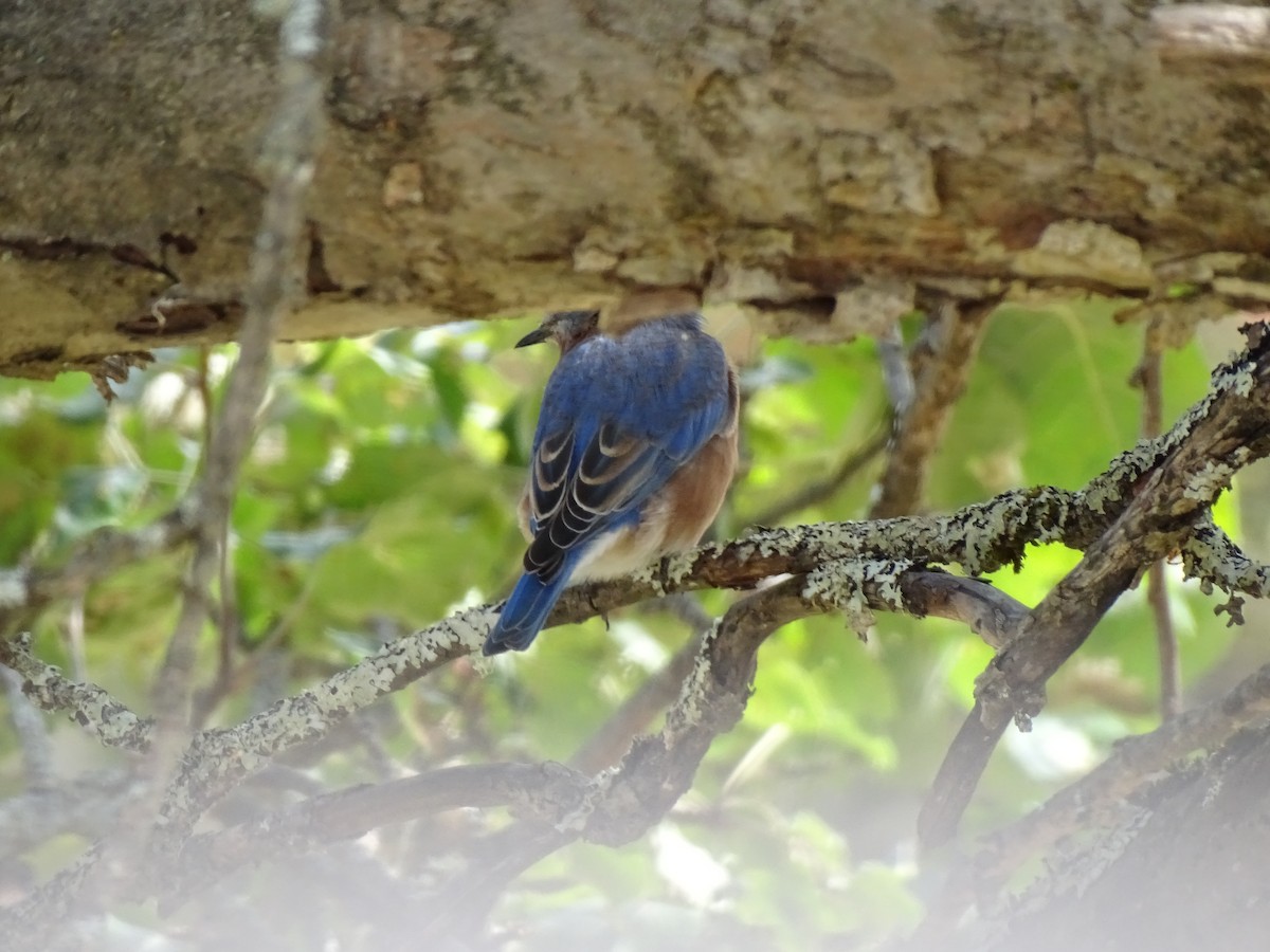 Восточная сиалия - ML645790479