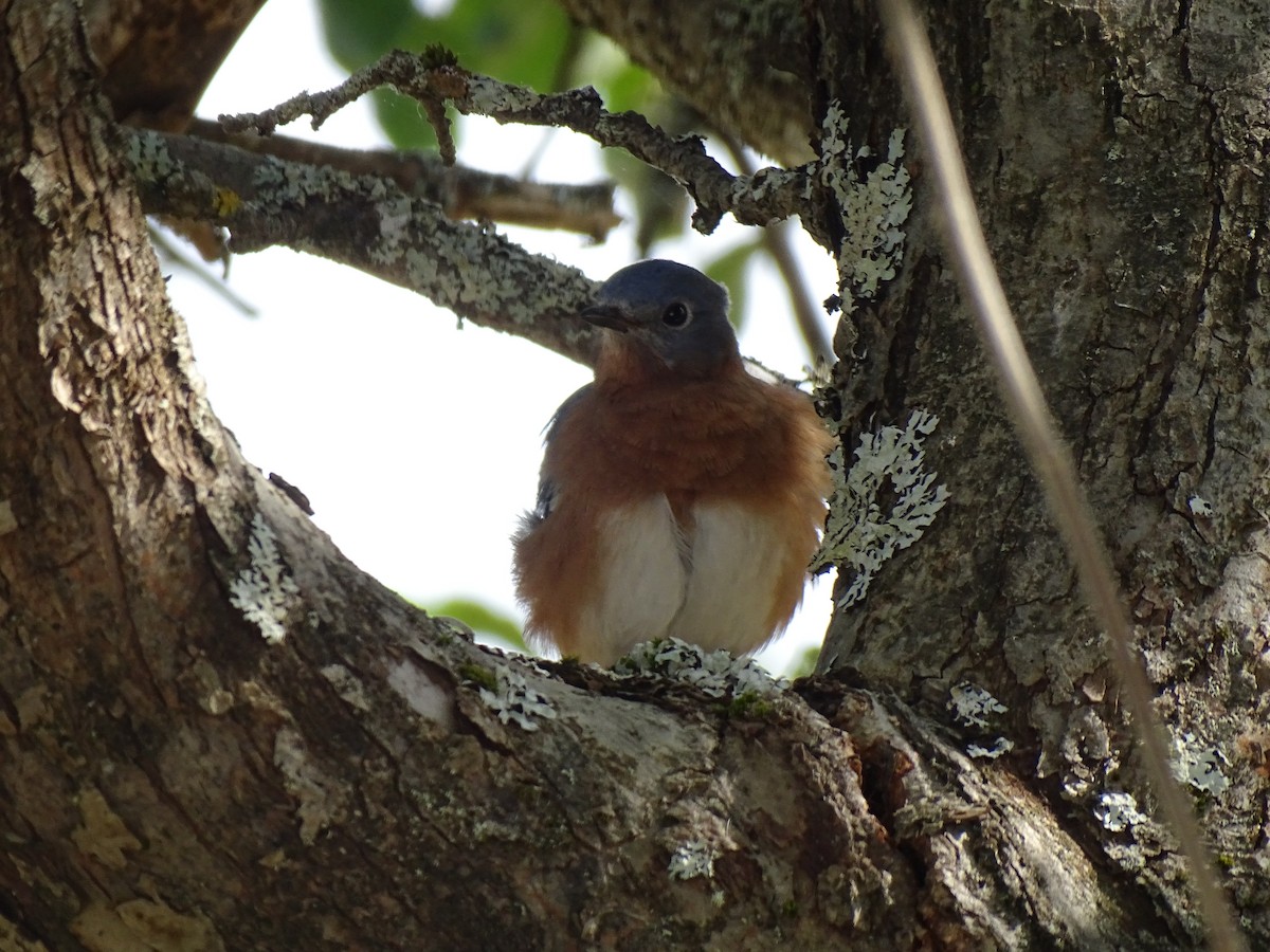 Восточная сиалия - ML645790480