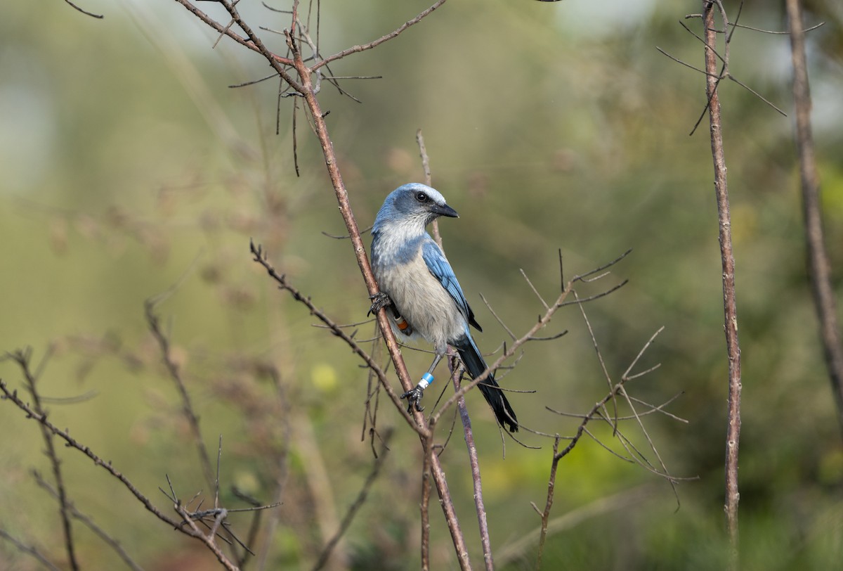 Florida Scrub-Jay - ML645790482