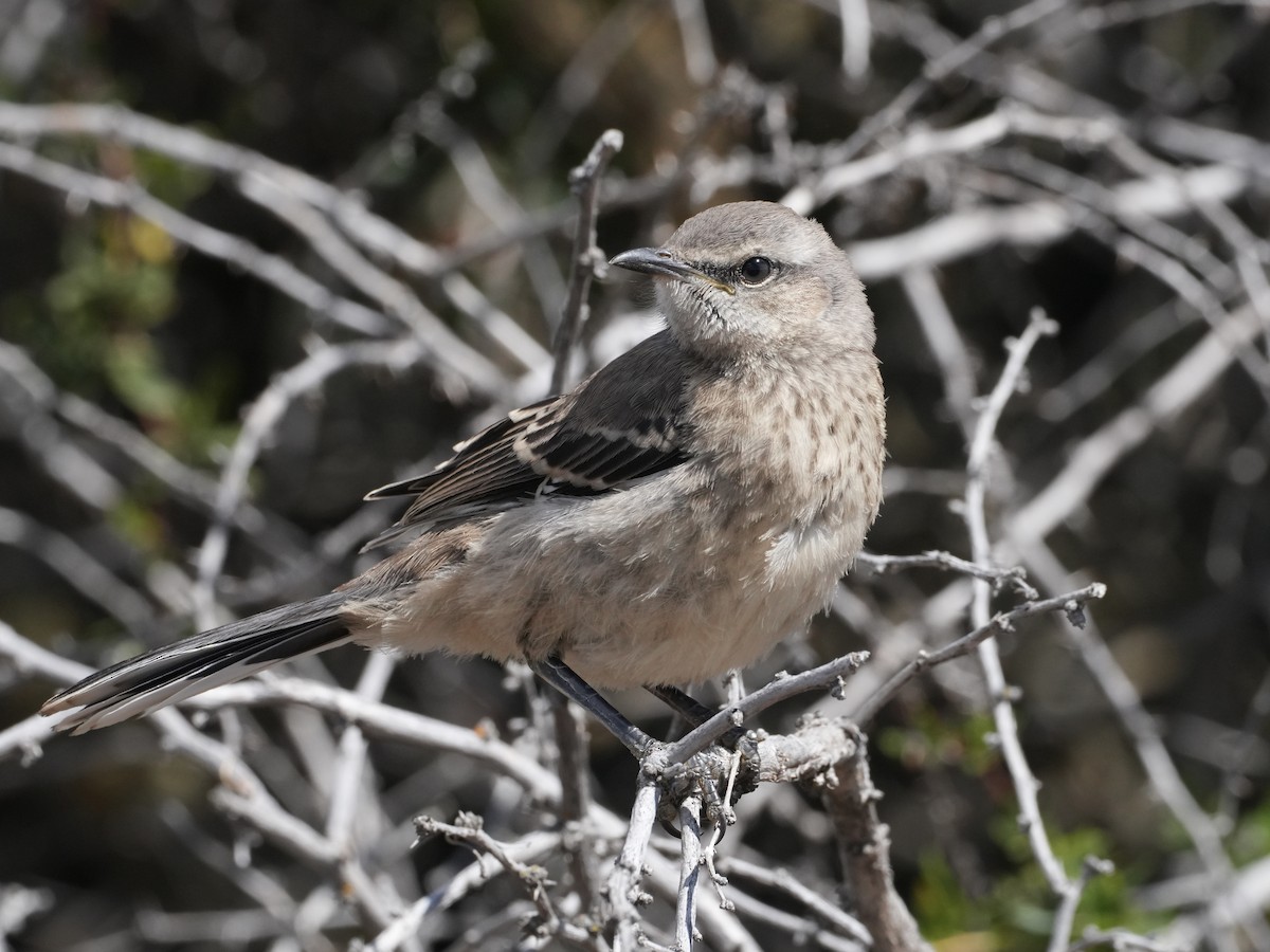 Patagonian Mockingbird - ML645790485
