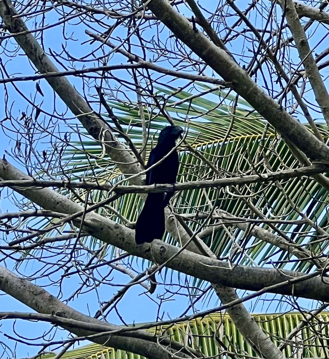 Ані товстодзьобий - ML645790496