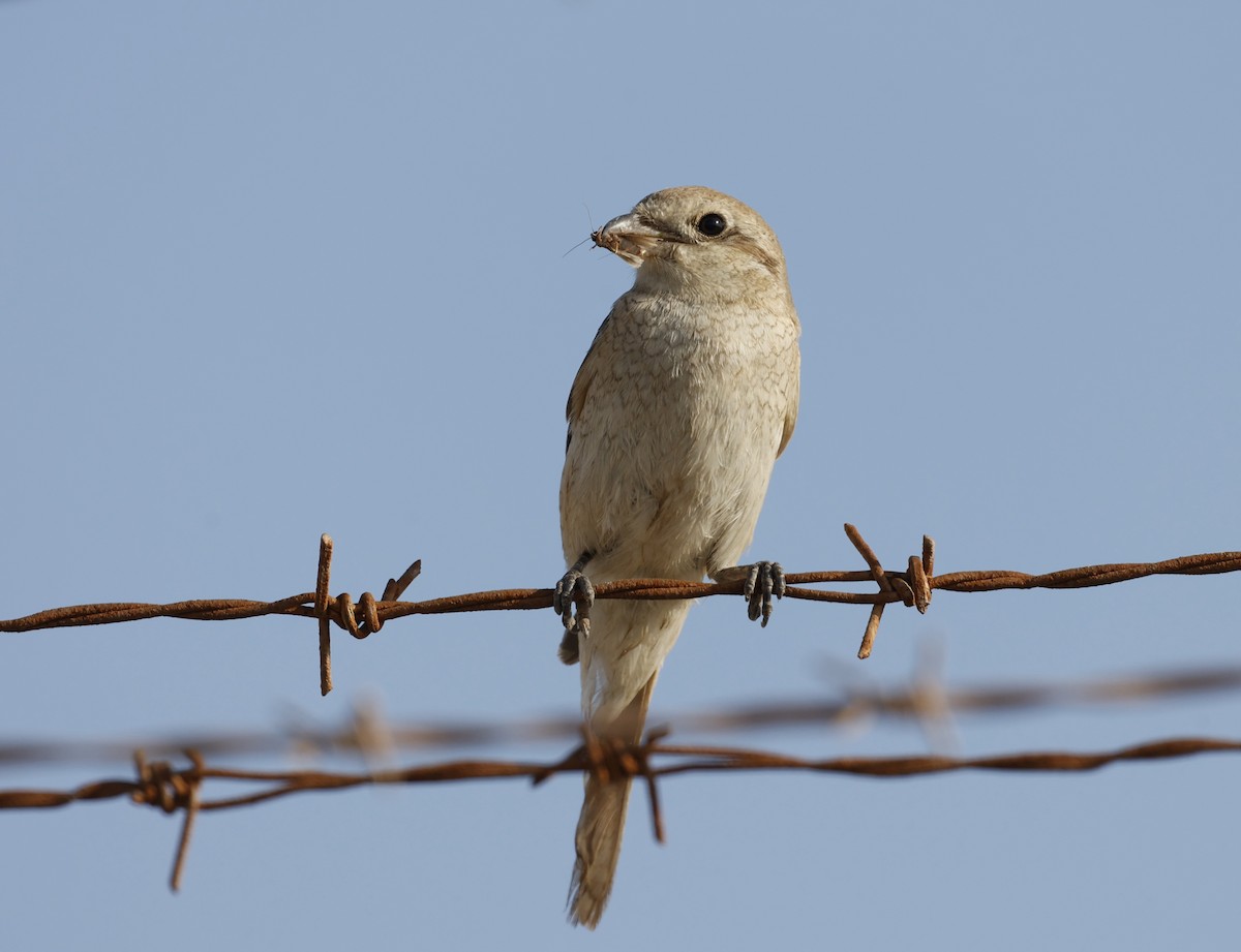 Isabellwürger - ML645790501