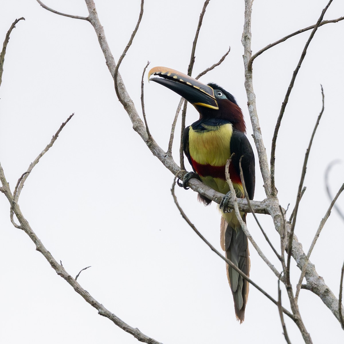 Chestnut-eared Aracari - ML645790507