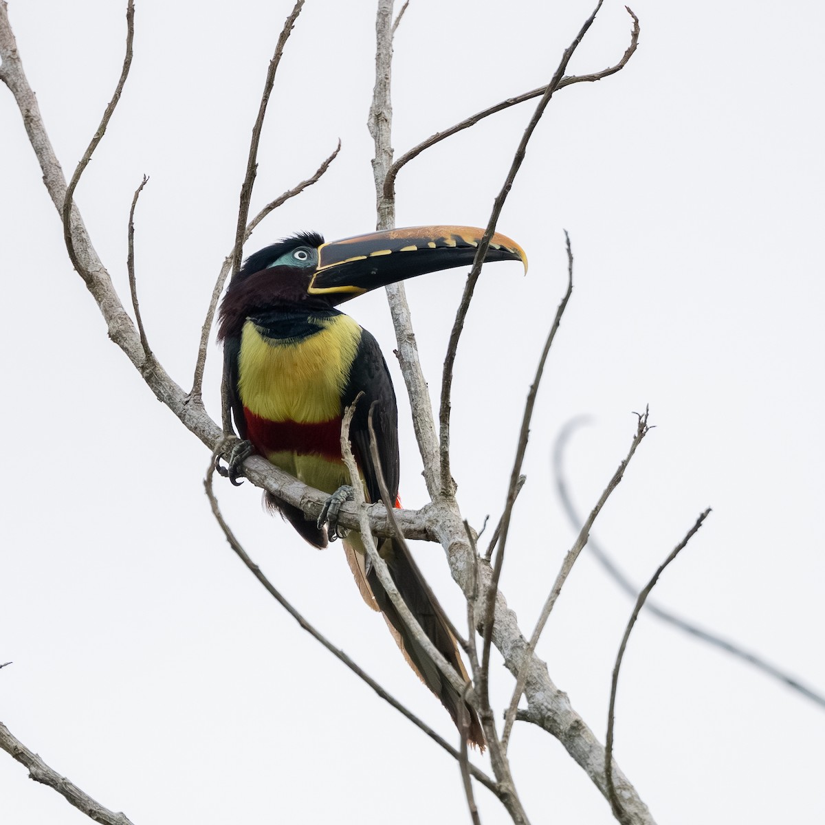Chestnut-eared Aracari - ML645790508