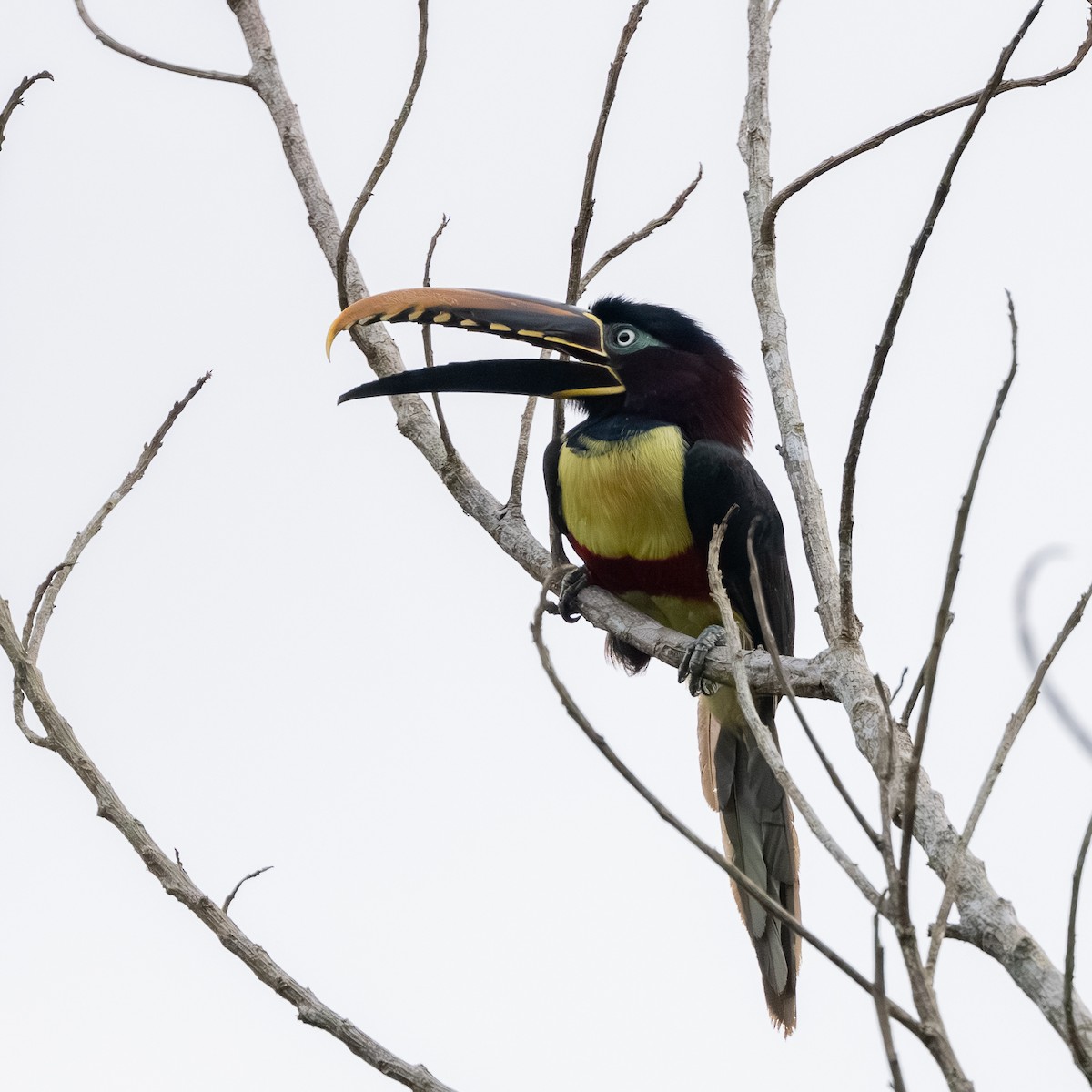 Chestnut-eared Aracari - ML645790509