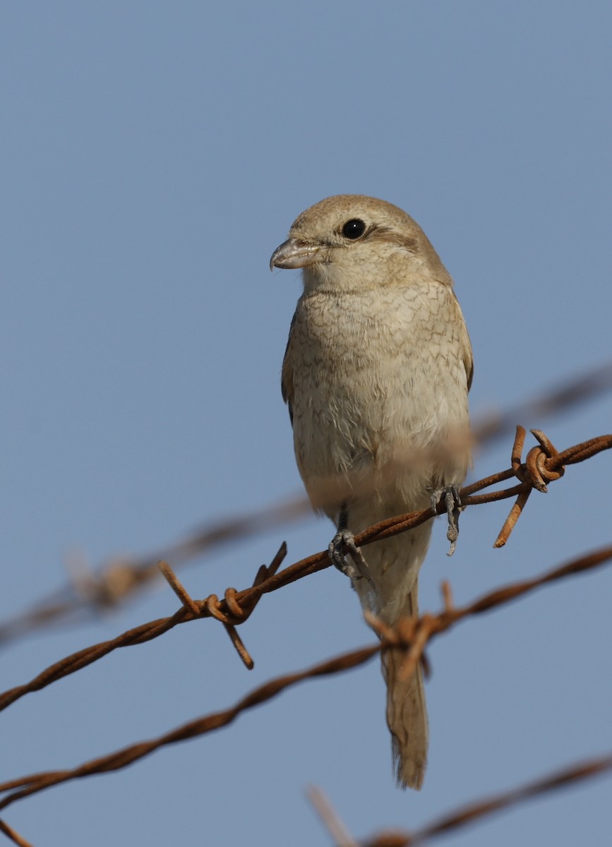 Isabellwürger - ML645790512