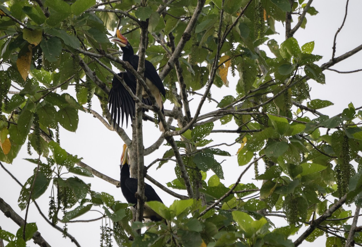 Rhinoceros Hornbill - ML645790523