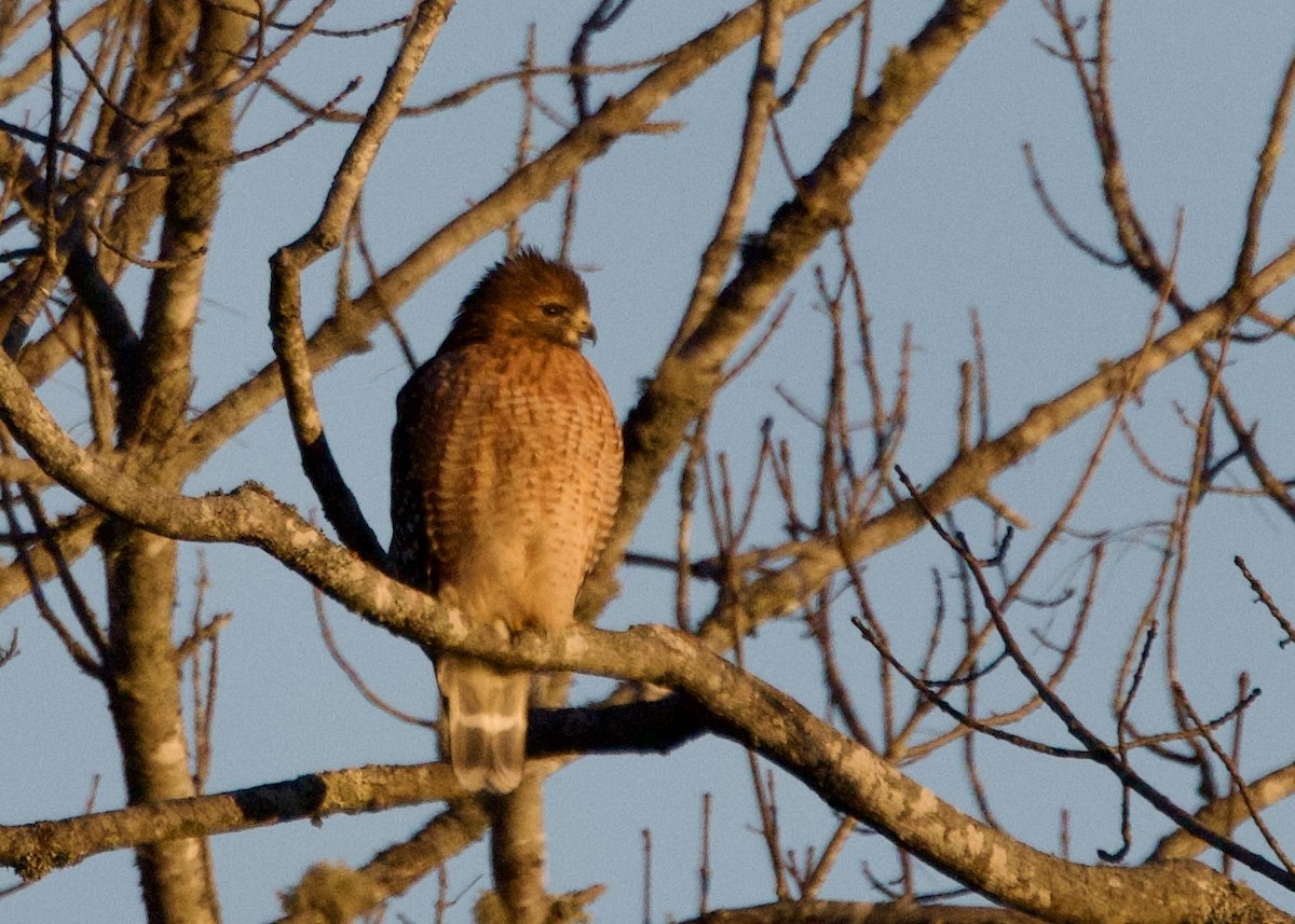 káně páskovaná - ML645790530