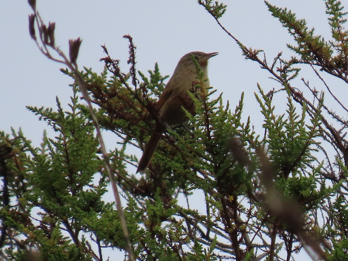 Streak-backed Canastero - ML645790534