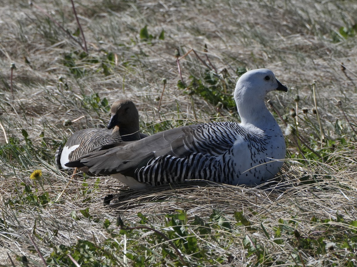 Upland Goose - ML645790546