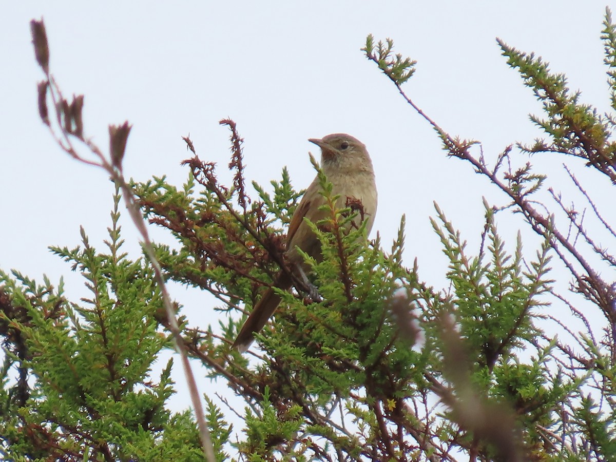 Streak-backed Canastero - ML645790553