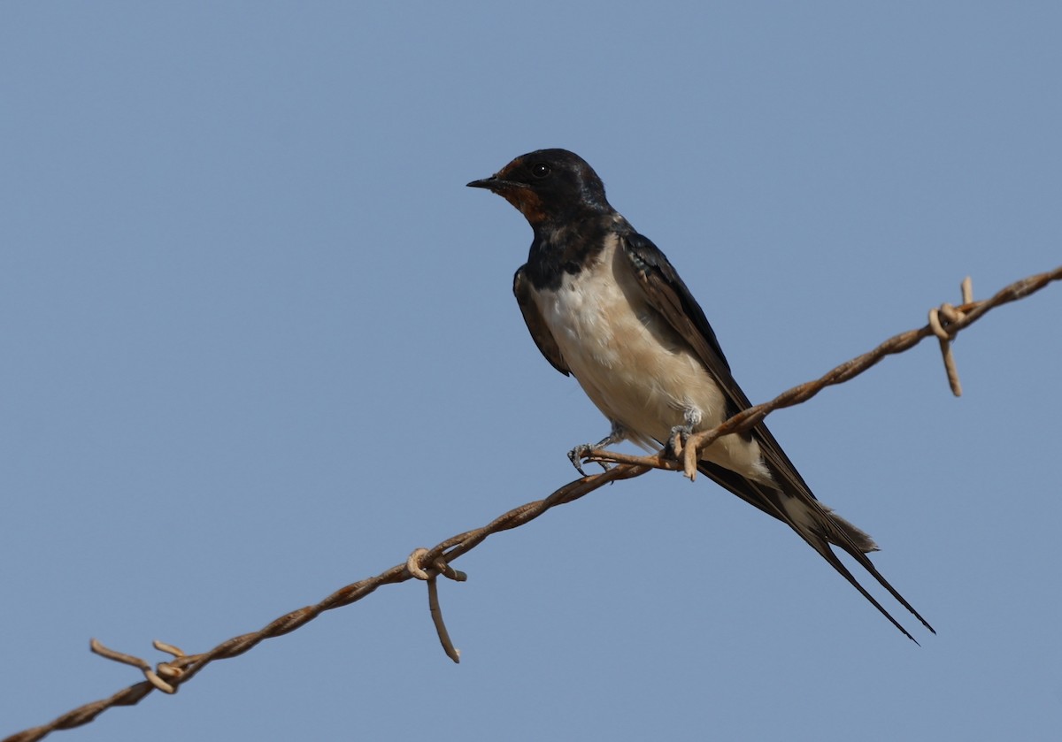 vlaštovka obecná - ML645790559