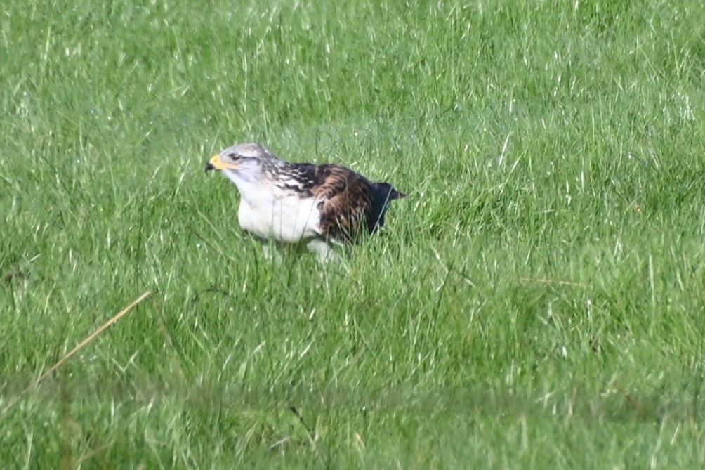 Ferruginous Hawk - ML645790567