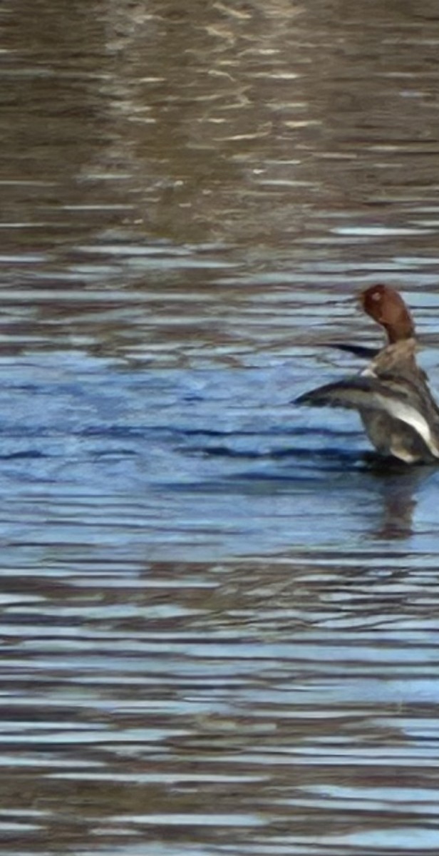 Redhead - ML645790570
