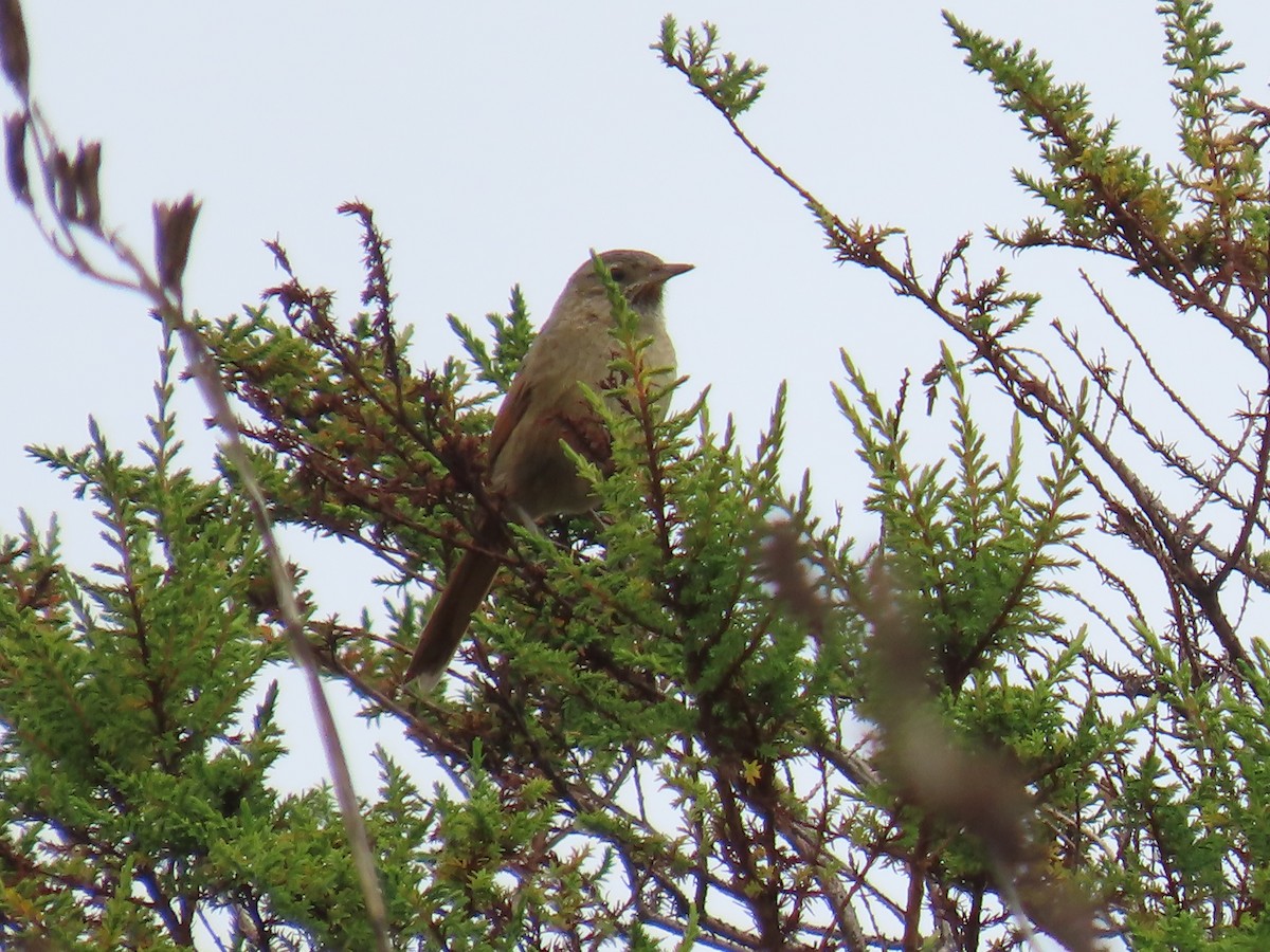 Streak-backed Canastero - ML645790577