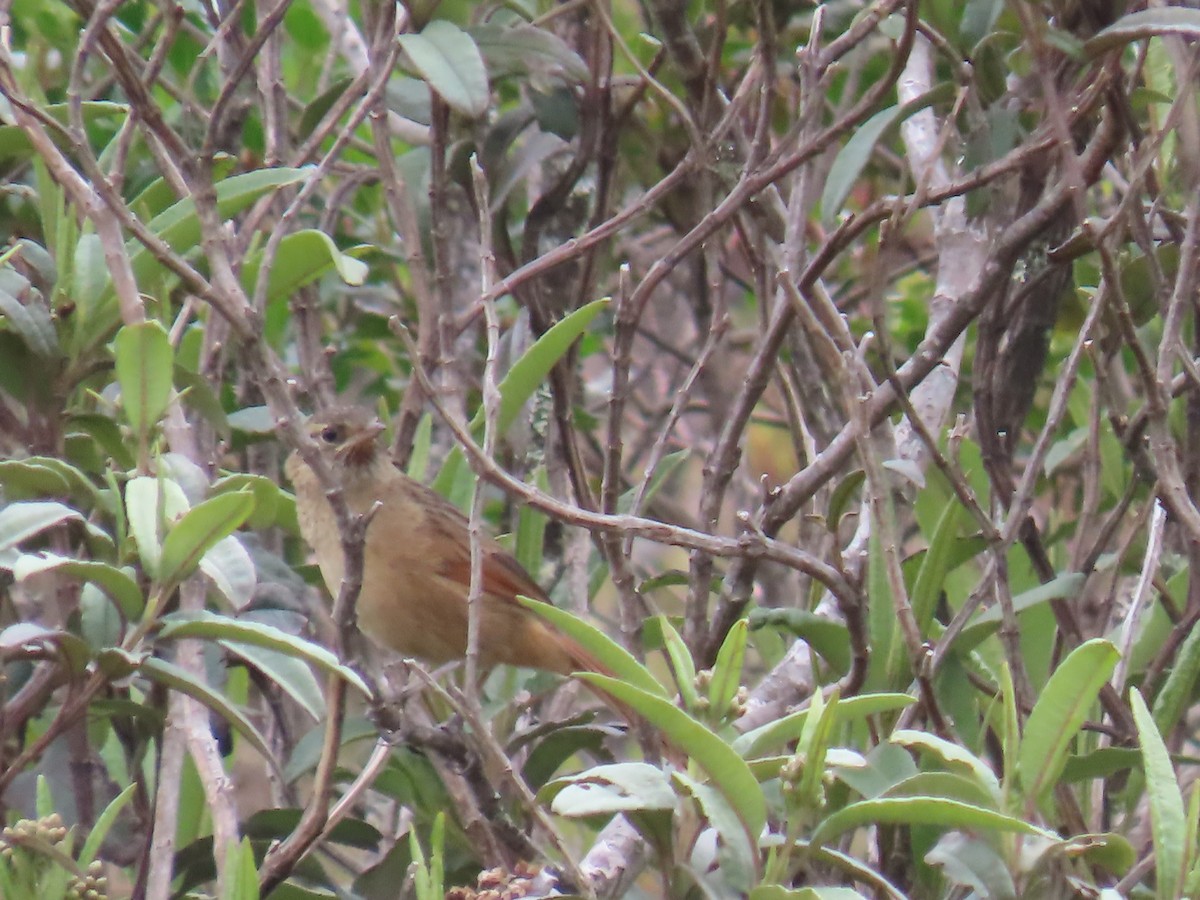 Streak-backed Canastero - ML645790583