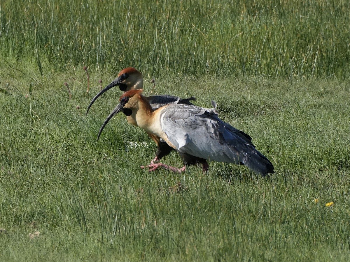 İbikli Sarıca Aynak - ML645790584