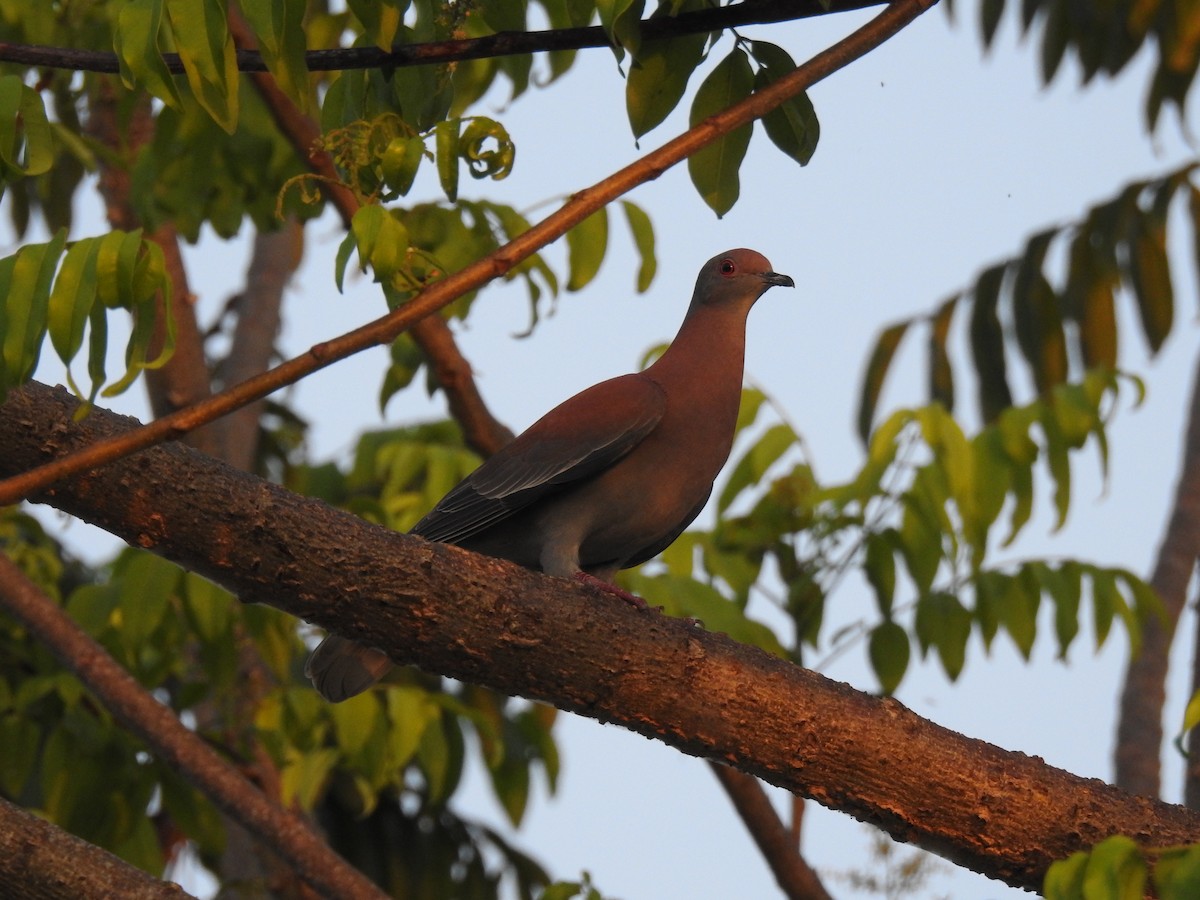 Pale-vented Pigeon - ML645790588