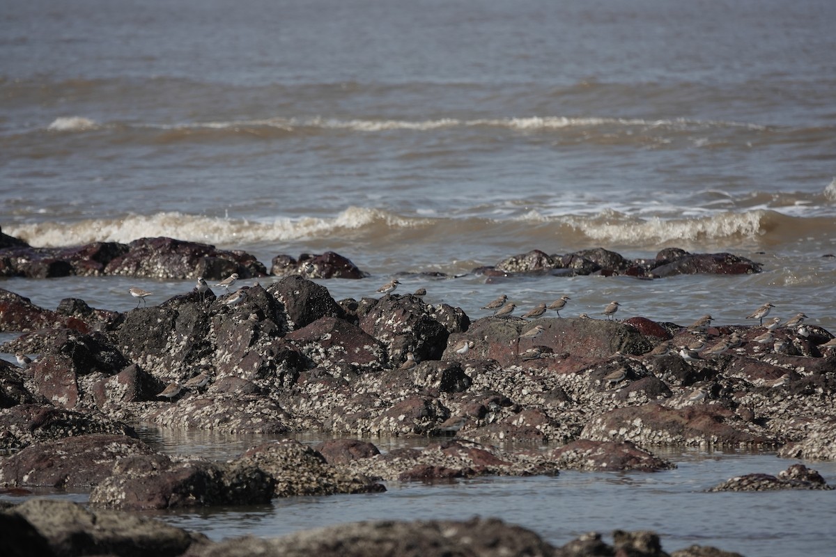 Tibet Cılıbıtı - ML645790595