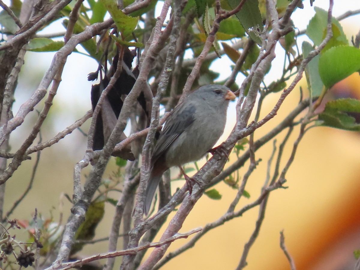 Plain-colored Seedeater - ML645790599