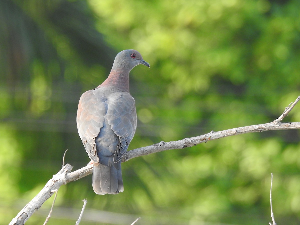 Pale-vented Pigeon - ML645790610