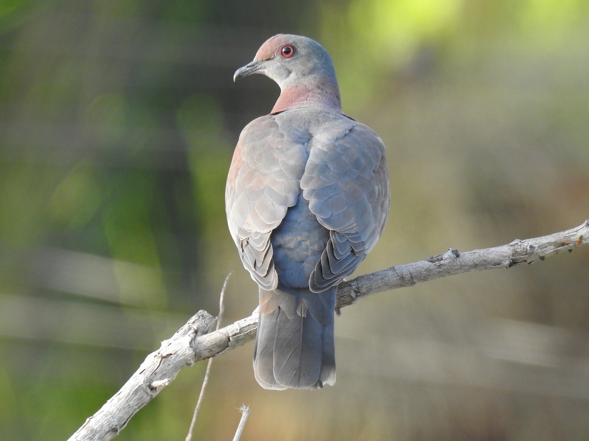 Pale-vented Pigeon - ML645790611