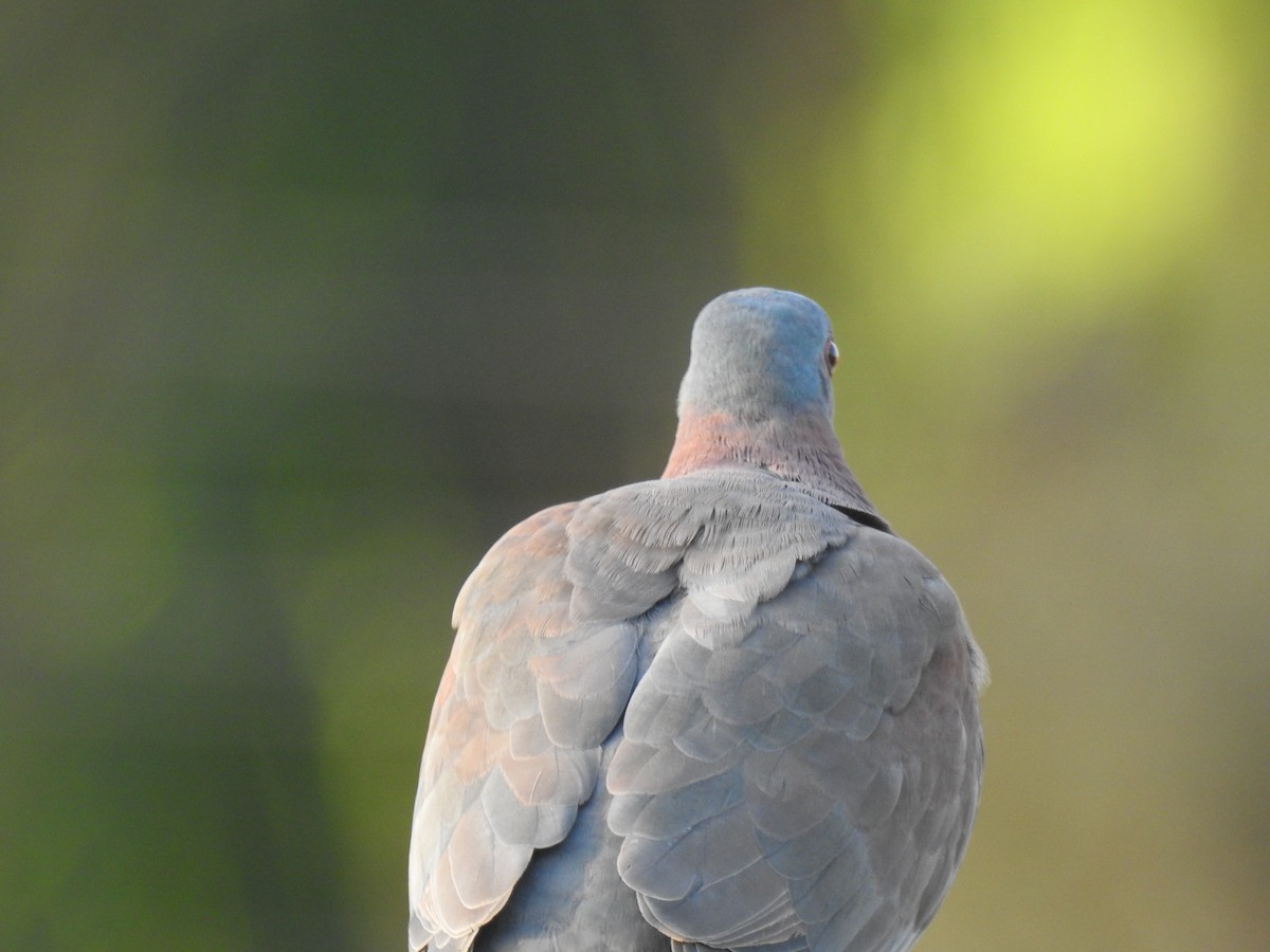 Pale-vented Pigeon - ML645790612