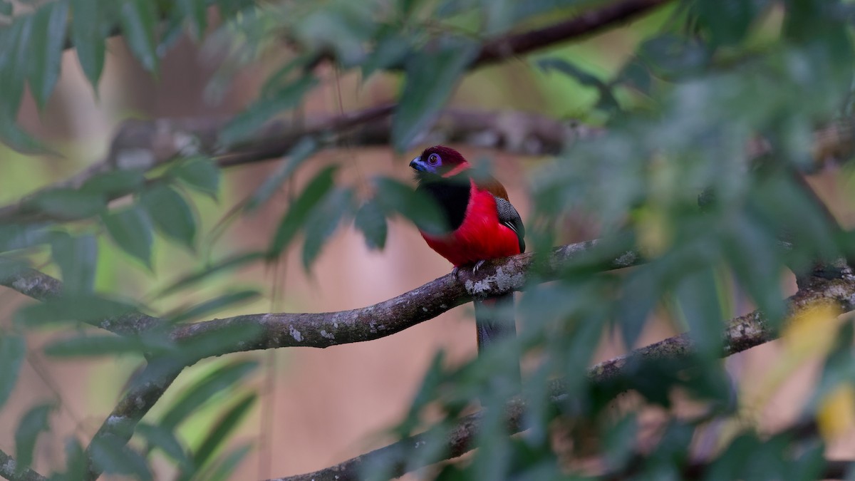 Diard's Trogon - ML645790613