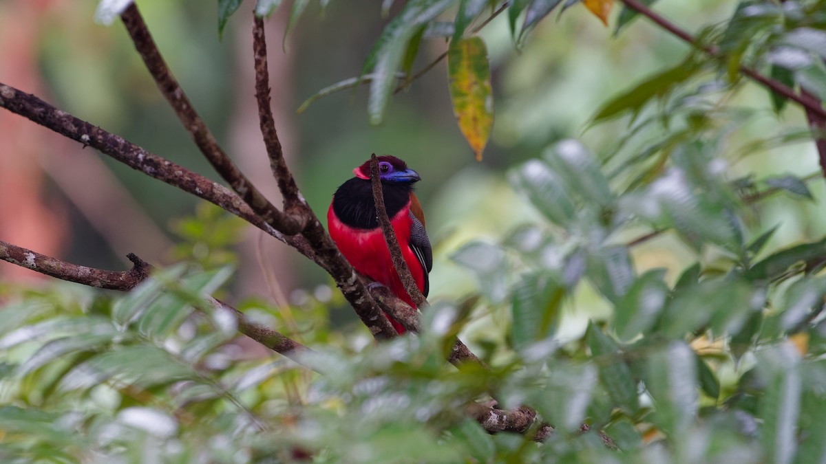 Diard's Trogon - ML645790614