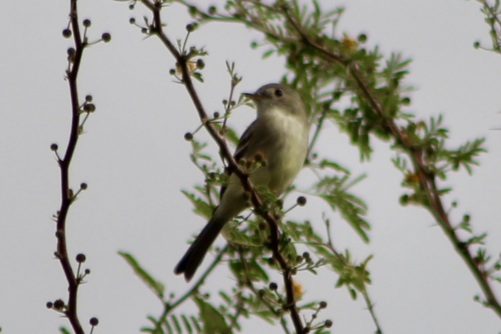 Gray Flycatcher - ML645790626