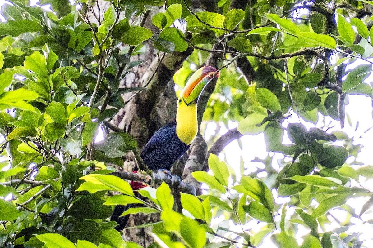 Радужный тукан - ML645790636