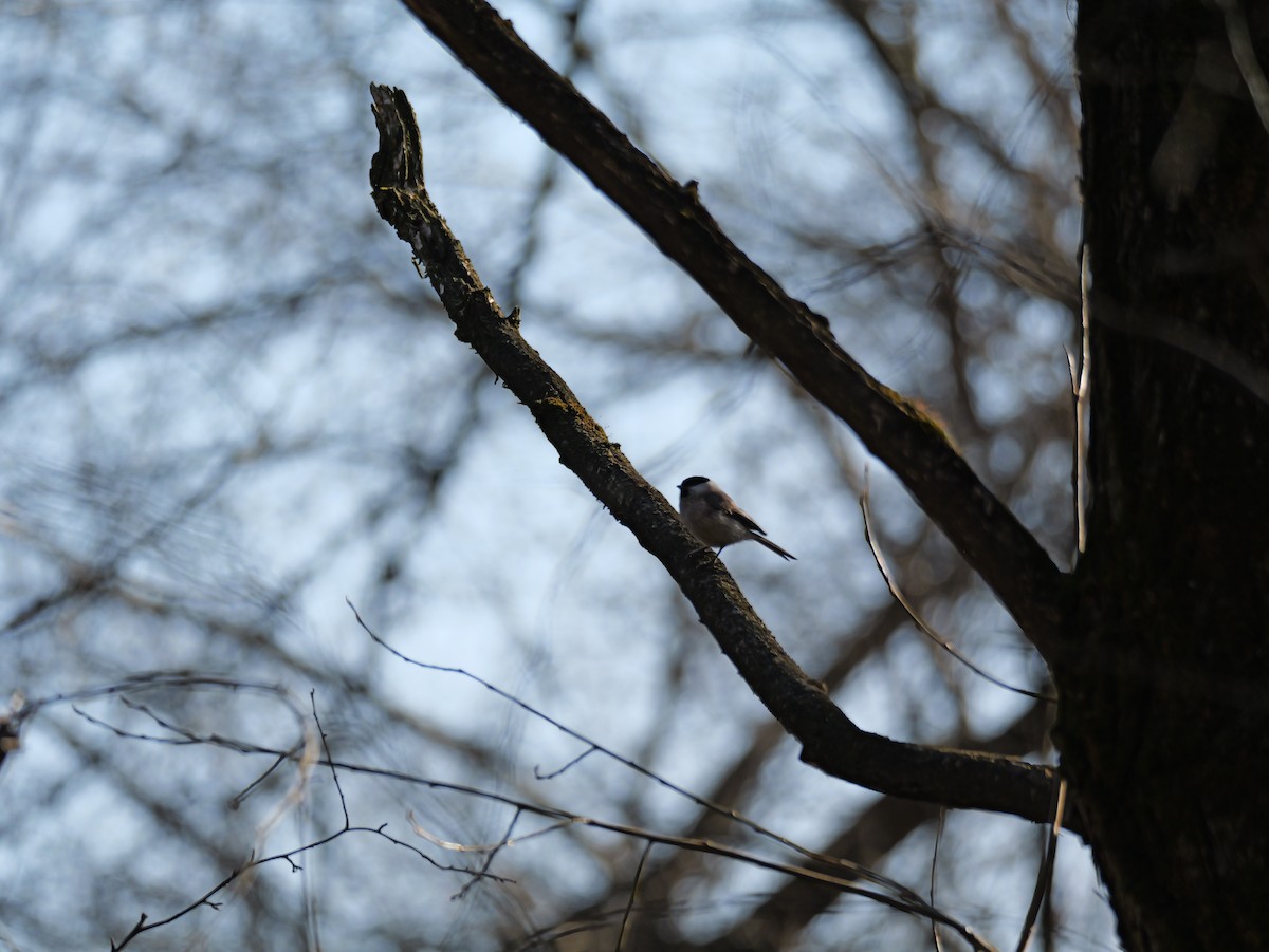 Пухляк - ML645790640