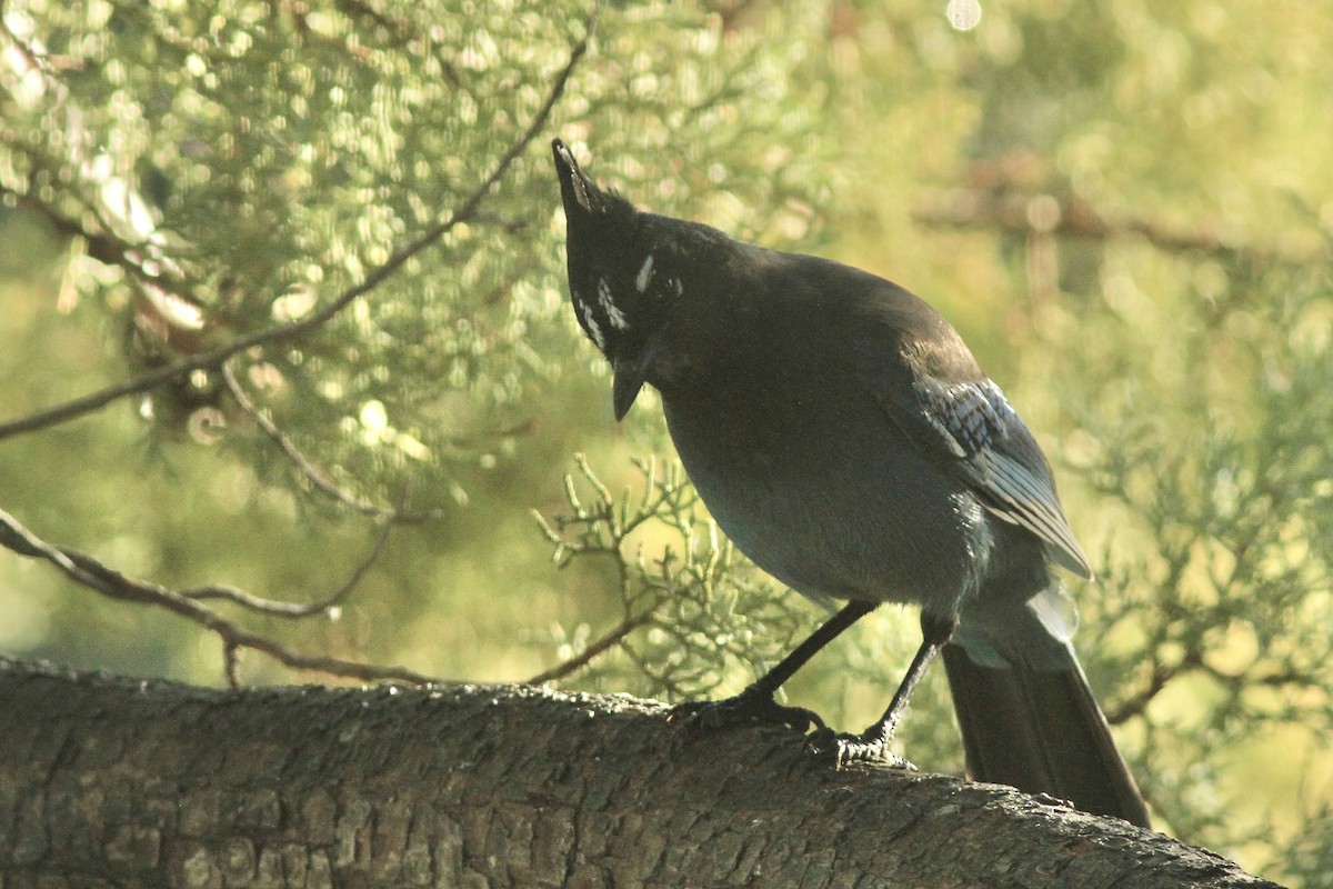 Steller's Jay - ML645790647