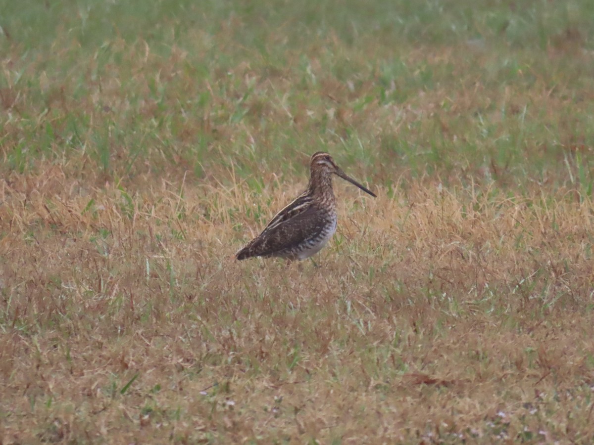Wilson's Snipe - ML645790696
