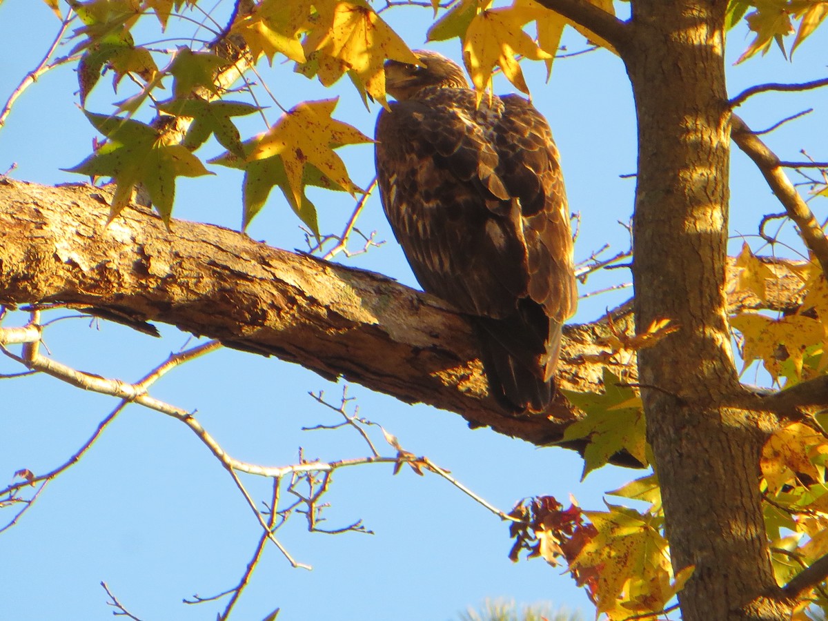 hvithodehavørn - ML645790707