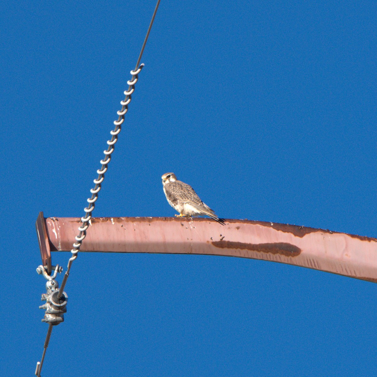 Prairie Falcon - ML645790709