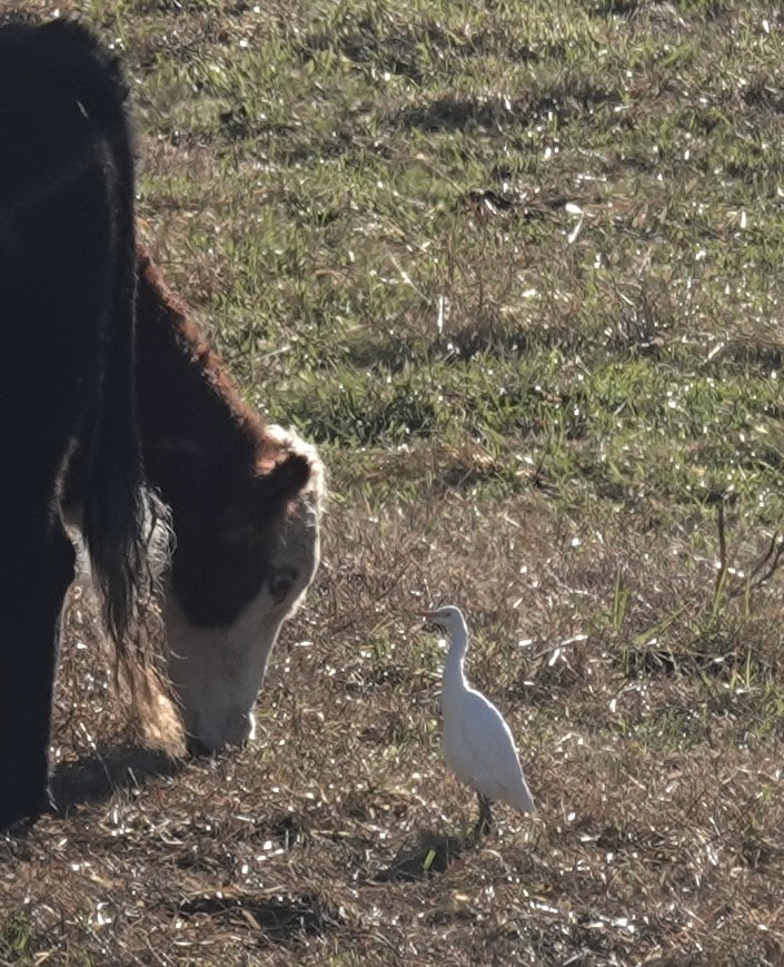 Western Cattle-Egret - ML645790713