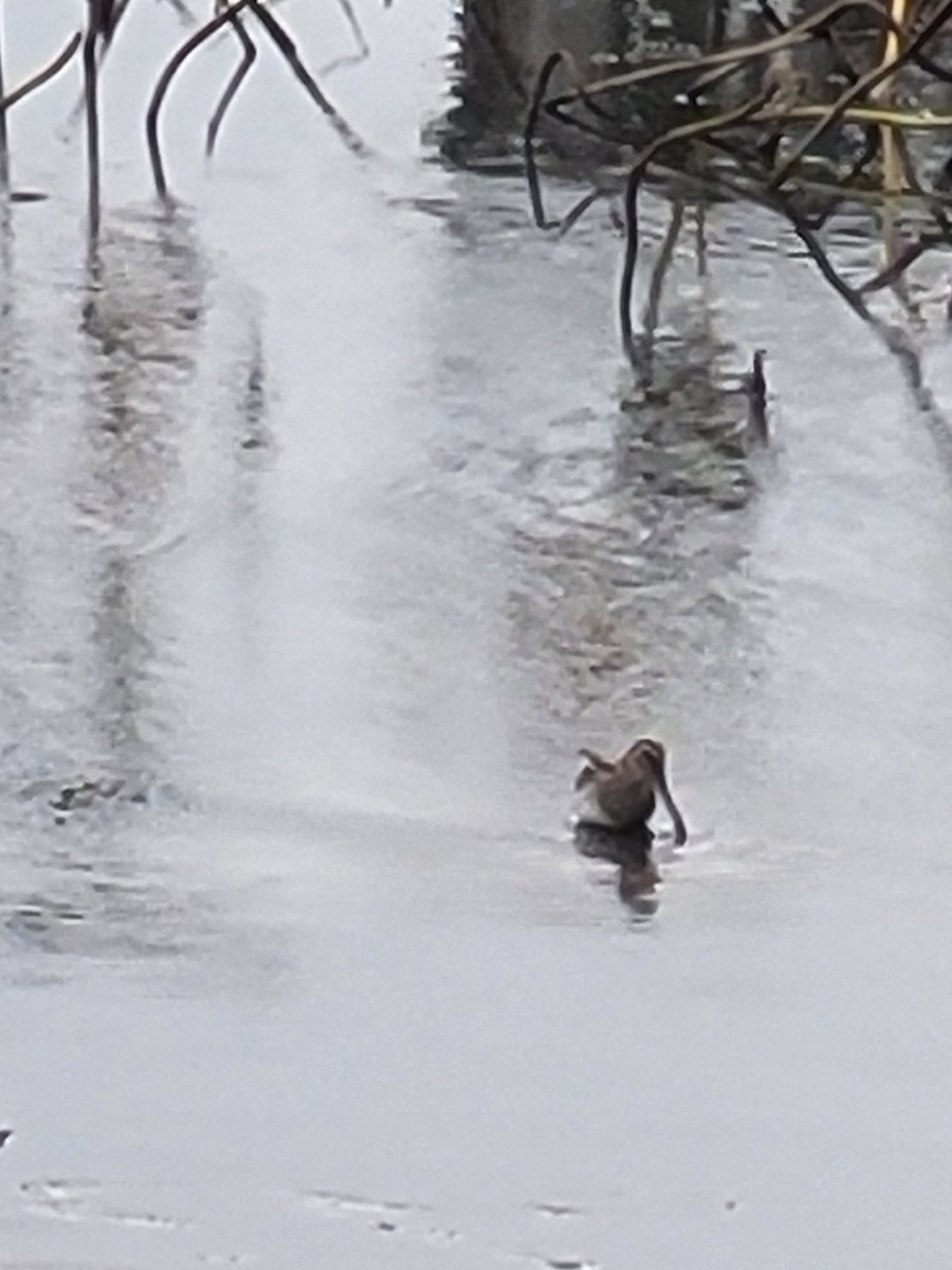 Wilson's Snipe - ML645790714