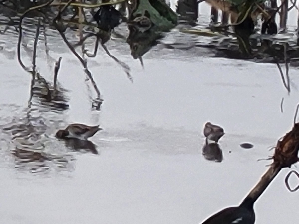 Wilson's Snipe - ML645790715