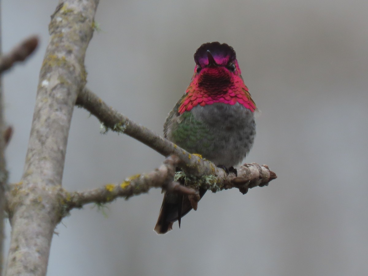 Anna's Hummingbird - ML645790717