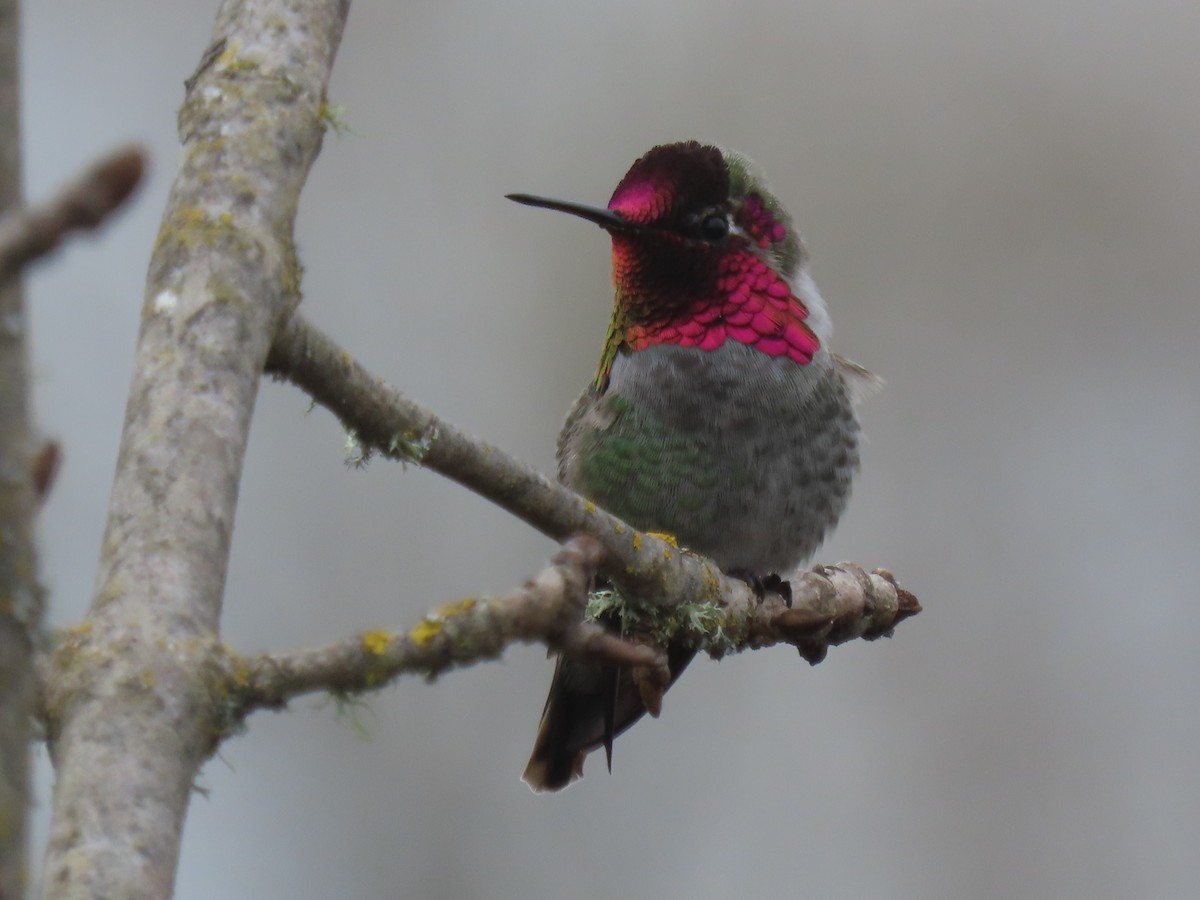 Anna's Hummingbird - ML645790718