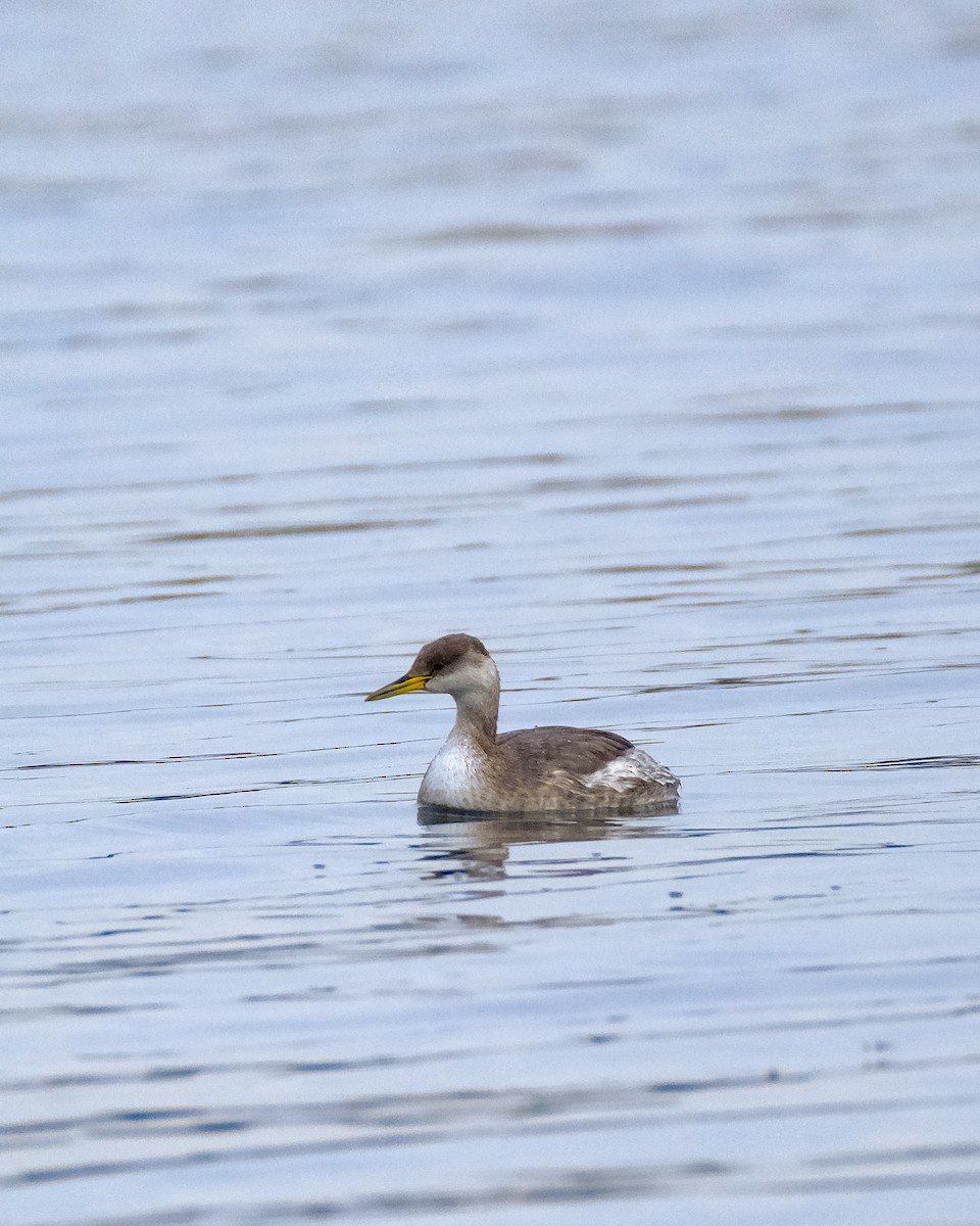 Пірникоза сірощока - ML645790747