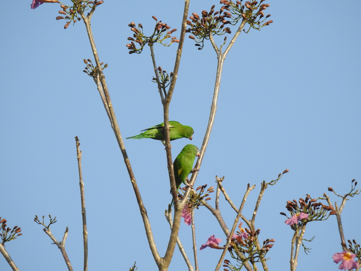 White-winged Parakeet - ML645790750