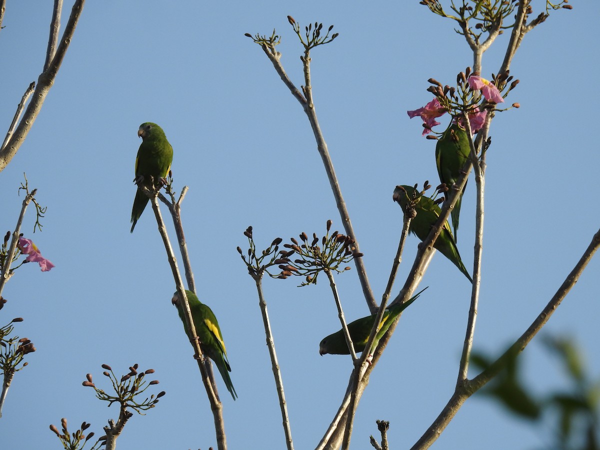 White-winged Parakeet - ML645790758