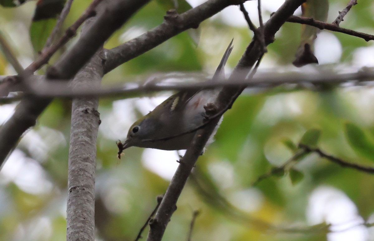 Chestnut-sided Warbler - ML645790759