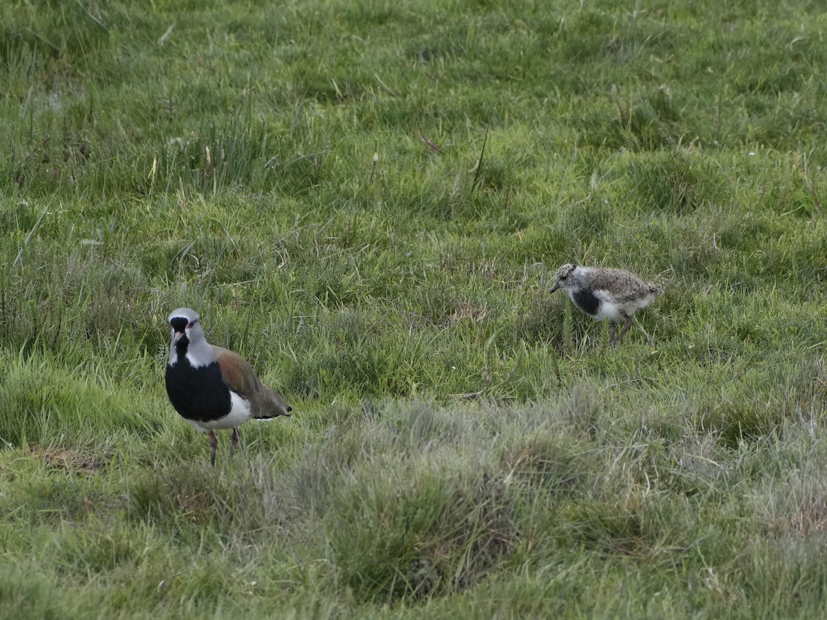 Southern Lapwing - ML645790761